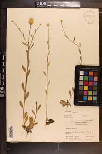 Polygala lutea image