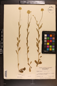 Polygala lutea image