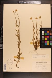 Polygala lutea image