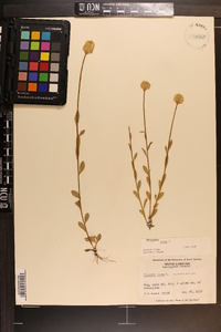 Polygala lutea image