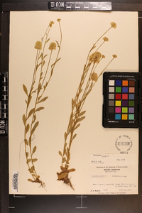 Polygala lutea image