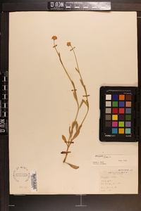 Polygala lutea image