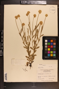 Polygala lutea image