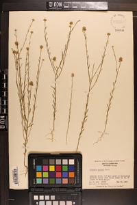 Polygala mariana image