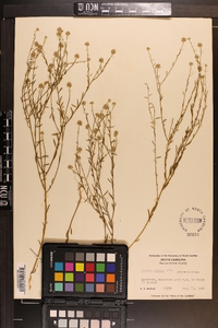 Polygala mariana image