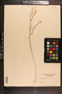 Polygala mariana image