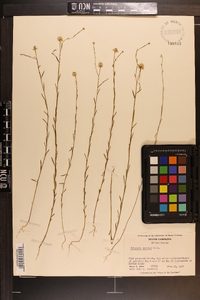 Polygala mariana image