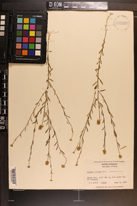 Polygala mariana image