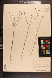 Polygala mariana image