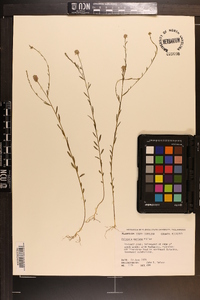 Polygala mariana image