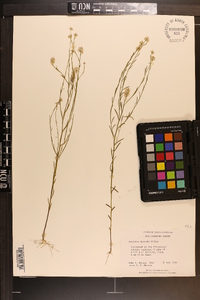 Polygala mariana image