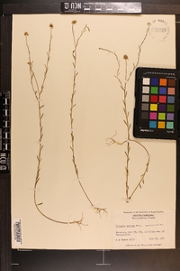 Polygala mariana image