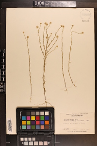 Polygala mariana image