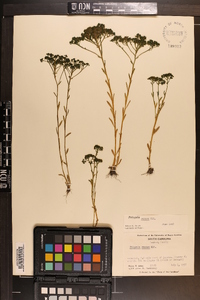 Polygala ramosa image