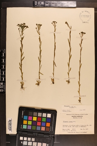 Polygala ramosa image