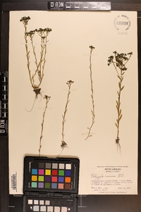 Polygala ramosa image