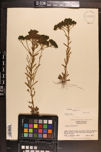 Polygala ramosa image