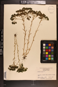 Polygala ramosa image