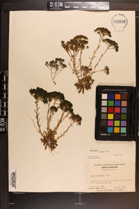 Polygala ramosa image