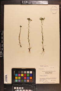 Polygala ramosa image