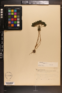 Polygala ramosa image