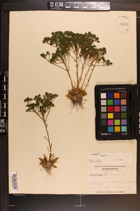 Polygala ramosa image