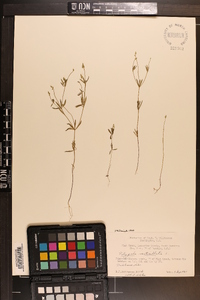 Polygala verticillata image