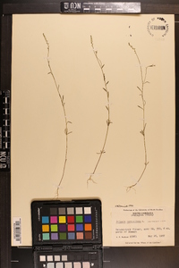 Polygala verticillata image