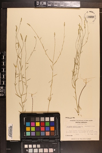 Polygala verticillata image