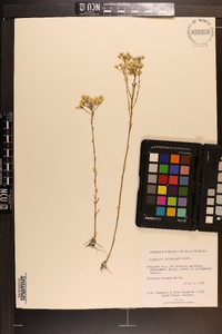 Polygala baldwini image