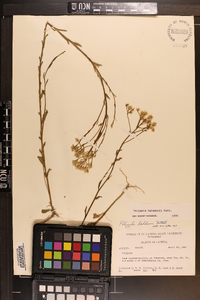 Polygala baldwini image