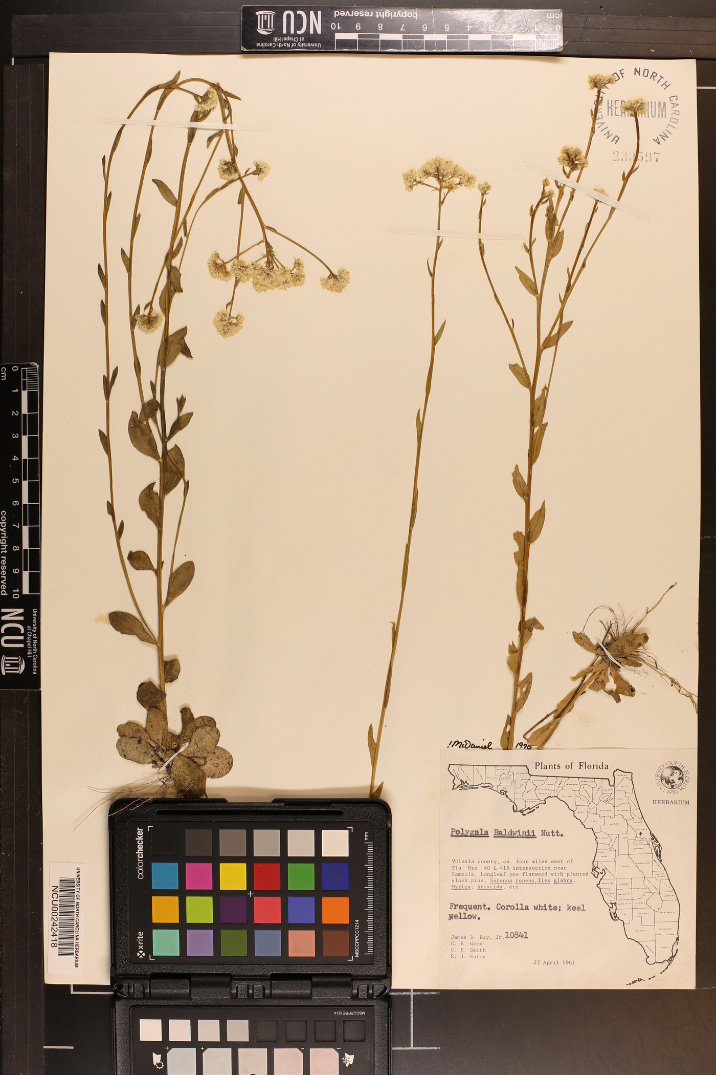 Polygala baldwini image