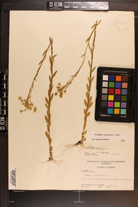 Polygala balduinii image