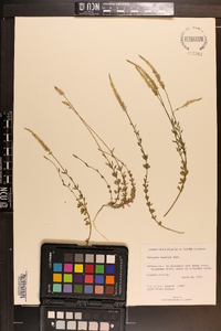 Polygala boykinii image