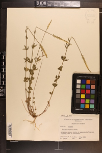 Polygala boykinii image