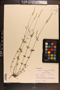 Polygala boykinii image