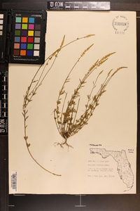 Polygala boykinii image