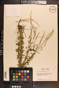 Polygala boykinii image