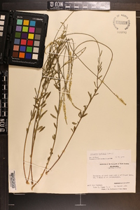 Polygala boykinii image