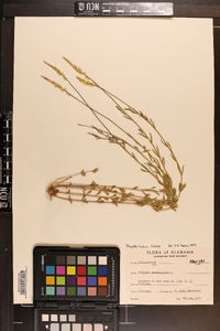 Polygala boykinii image