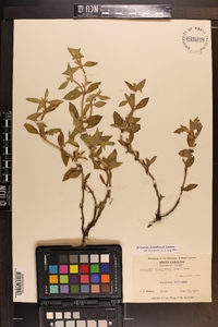Richardia brasiliensis image