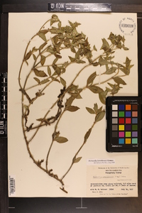 Richardia brasiliensis image