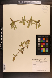 Richardia brasiliensis image