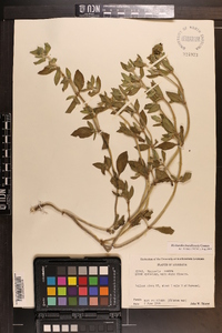 Richardia brasiliensis image