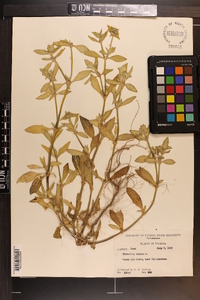 Richardia scabra image