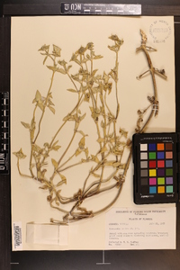 Richardia scabra image