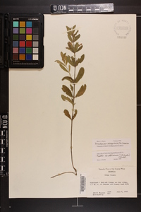 Dyschoriste oblongifolia image