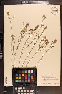 Polygala cruciata image