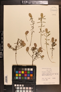 Polygala cruciata image