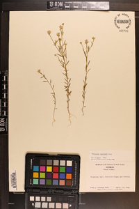 Polygala curtissii image